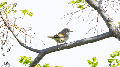 Akgerdanlı Ötleğen (Curruca communis) - Antalya / Manavgat kuş fotoğrafı