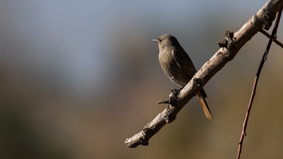 Kara Kızılkuyruk (Phoenicurus ochruros) - Antalya / Muratpaşa kuş fotoğrafı