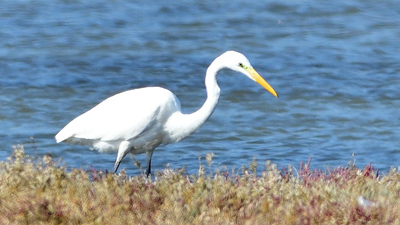 Büyük Ak Balıkçıl (Ardea alba) - İzmir / Çeşme kuş fotoğrafı