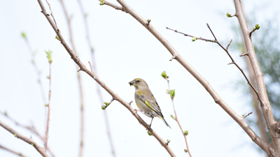Florya - Chloris chloris kuş fotoğrafı