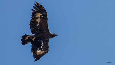 Kaya Kartalı - Aquila chrysaetos kuş fotoğrafı
