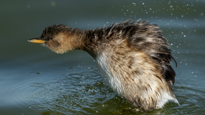 Küçük Batağan - Tachybaptus ruficollis kuş fotoğrafı