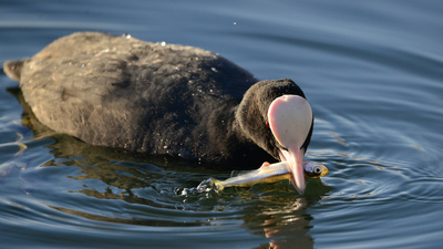 Sakarmeke - Fulica atra kuş fotoğrafı