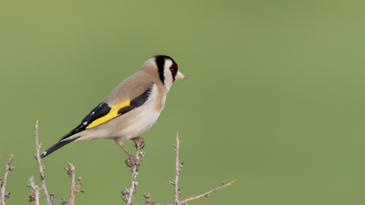 Saka - Carduelis carduelis kuş fotoğrafı