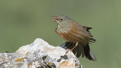 Kirazkuşu - Emberiza hortulana kuş fotoğrafı