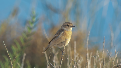 Taşkuşu - Saxicola rubicola kuş fotoğrafı