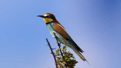 Arıkuşu - Merops apiaster kuş fotoğrafı