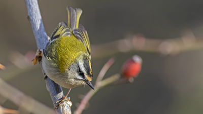 Sürmeli Çalıkuşu - Regulus ignicapilla kuş fotoğrafı