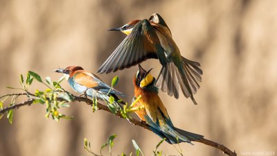 Arıkuşu (Merops apiaster) - KKTC / Güzelyurt kuş fotoğrafı