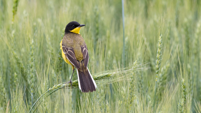 Sarı Kuyruksallayan (Motacilla flava) - Amasya / Merzifon kuş fotoğrafı