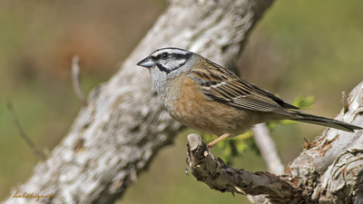 Kaya Çintesi - Emberiza cia kuş fotoğrafı