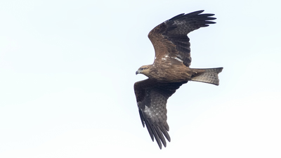 Kara Çaylak - Milvus migrans kuş fotoğrafı