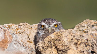 Kukumav kuş fotoğrafı
