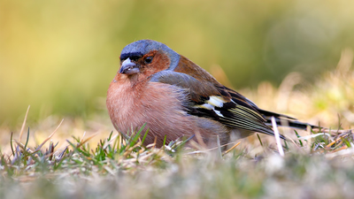 İspinoz (Fringilla coelebs) - Ankara / Altındağ kuş fotoğrafı