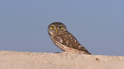 Kukumav - Athene noctua kuş fotoğrafı