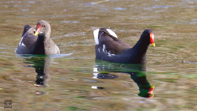 Sutavuğu - Gallinula chloropus kuş fotoğrafı