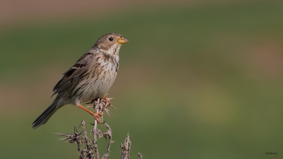 Tarla Çintesi - Emberiza calandra kuş fotoğrafı