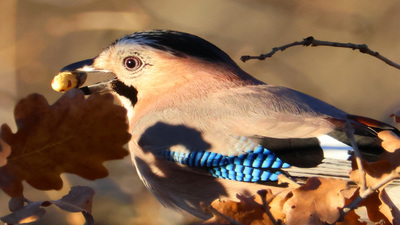 Alakarga (Garrulus glandarius) - Tekirdağ / Çerkezköy kuş fotoğrafı