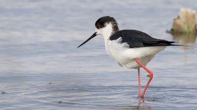 Uzunbacak - Himantopus himantopus kuş fotoğrafı