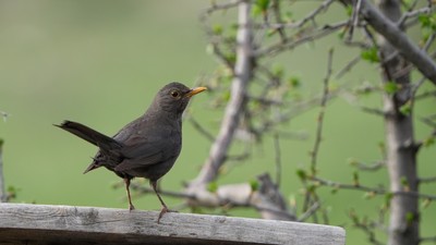 Karatavuk