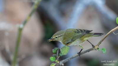 Çıvgın (Phylloscopus collybita) - KKTC / Girne kuş fotoğrafı