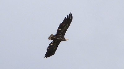 Akkuyruklu Kartal - Haliaeetus albicilla kuş fotoğrafı