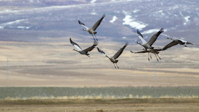 Turna - Grus grus kuş fotoğrafı