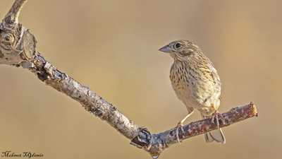 Tarla Çintesi - Emberiza calandra kuş fotoğrafı