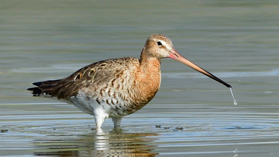 Çamurçulluğu (Limosa limosa) - İzmir / Çeşme kuş fotoğrafı