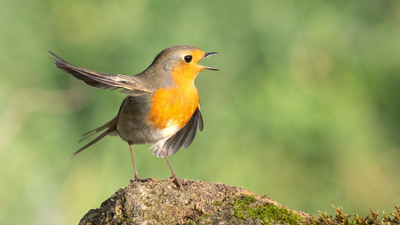 Kızılgerdan - Erithacus rubecula kuş fotoğrafı