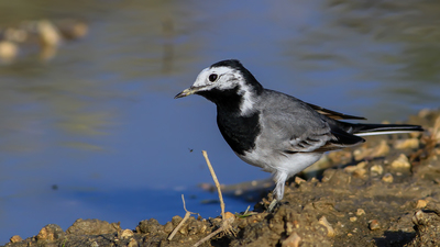 Ak Kuyruksallayan - Motacilla alba kuş fotoğrafı