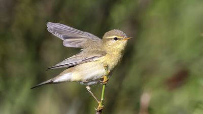 Söğütbülbülü - Phylloscopus trochilus kuş fotoğrafı