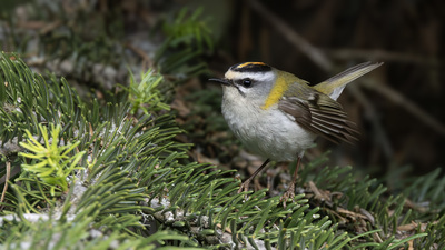 Sürmeli Çalıkuşu - Regulus ignicapilla kuş fotoğrafı