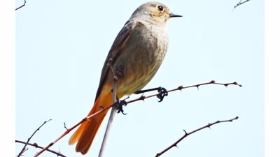 Kara Kızılkuyruk - Phoenicurus ochruros kuş fotoğrafı