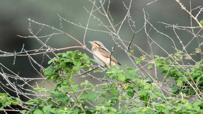 Boyunçeviren - Jynx torquilla kuş fotoğrafı