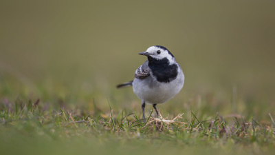 Ak kuyruksallayan (Motacilla alba) - İstanbul / Beykoz kuş fotoğrafı