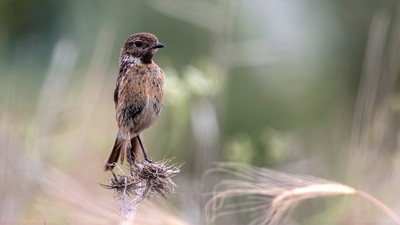 Taşkuşu - Saxicola rubicola kuş fotoğrafı