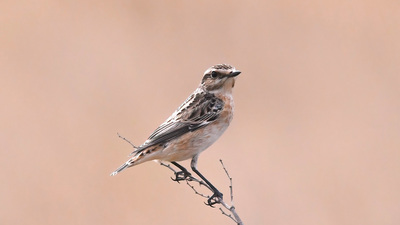 Çayır Taşkuşu (Saxicola rubetra) - Ankara / Beypazarı kuş fotoğrafı