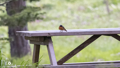 Kızılkuyruk - Phoenicurus phoenicurus kuş fotoğrafı