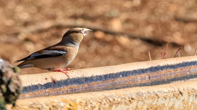Kocabaş - Coccothraustes coccothraustes kuş fotoğrafı