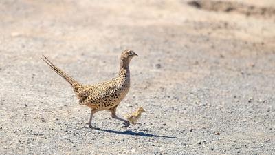 Sülün - Phasianus colchicus kuş fotoğrafı