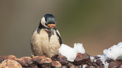 Orman Alaca Ağaçkakanı - Dendrocopos major kuş fotoğrafı