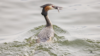 Bahri (Podiceps cristatus) - Ankara / Çankaya kuş fotoğrafı