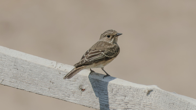 Benekli Sinekkapan - Muscicapa striata kuş fotoğrafı