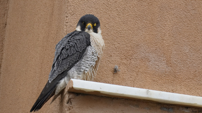 Gök Doğan (Falco peregrinus) - Konya / Meram kuş fotoğrafı