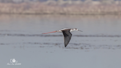 Uzunbacak - Himantopus himantopus kuş fotoğrafı