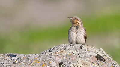 Boyunçeviren - Jynx torquilla kuş fotoğrafı