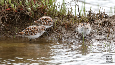Küçük kumkuşu (Calidris minuta) - Muğla / Ula kuş fotoğrafı