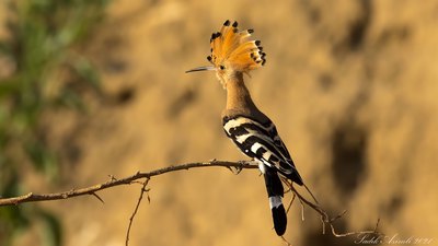 İbibik - Upupa epops kuş fotoğrafı