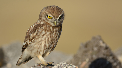 Kukumav - Athene noctua kuş fotoğrafı